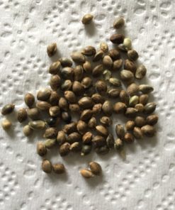 Top CBD Seeds