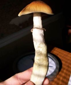 Psilocybin